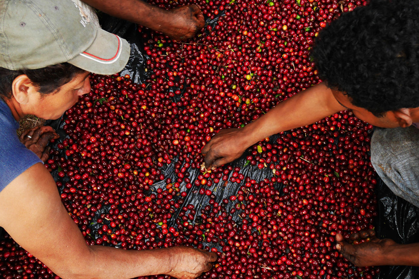 El Salvador coffee